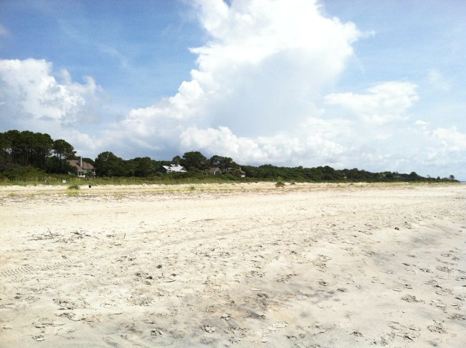 loggerhead nests and people nests