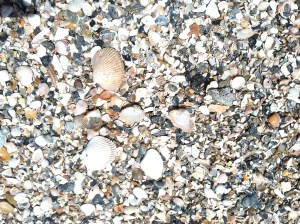 seashells by the seashore