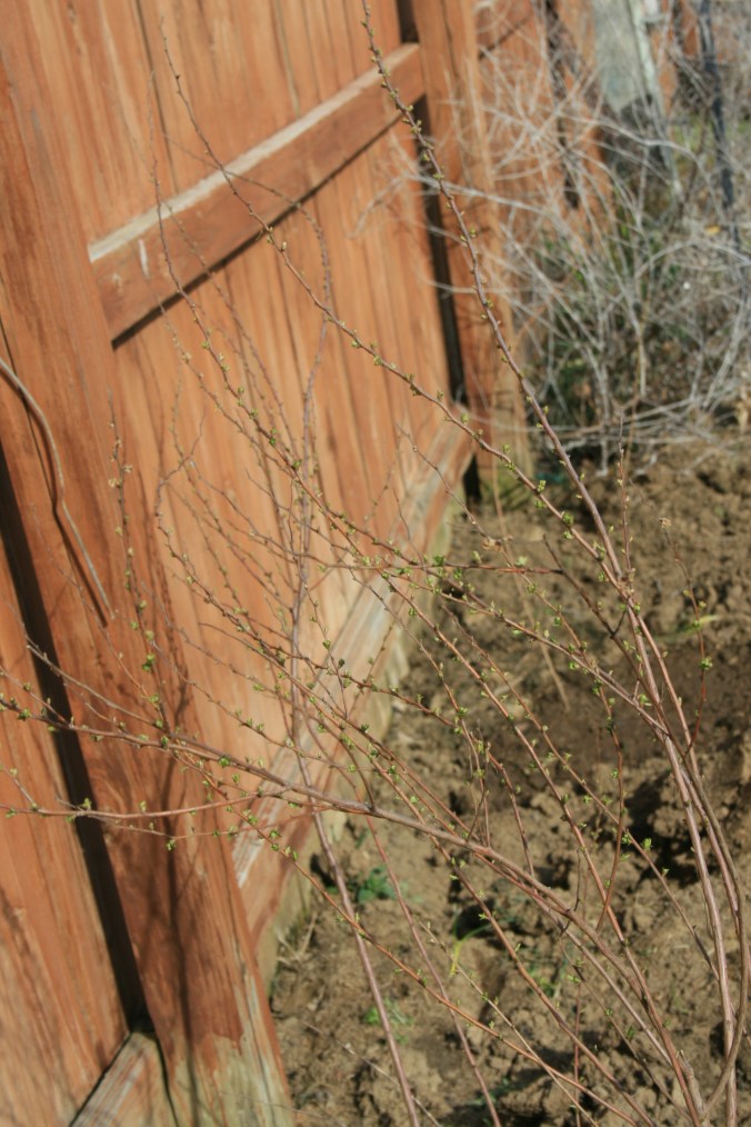baby's breath getting ready to breath!!