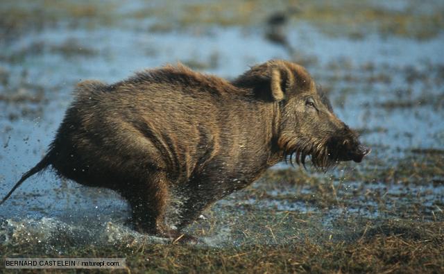 Hogbottoms on the run!