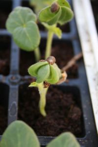 Little Red Hen's Babies